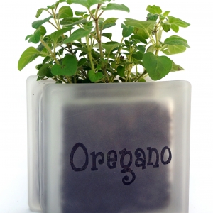 Herb pot glass block with oregano