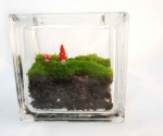 Glass block mini moss terrarium