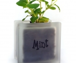 Windowsill herb pot glass block with Mint