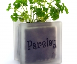 Windowsill herb pot glass block with Parsley