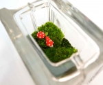 glass block moss terrarium with red toadstools
