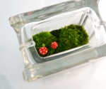 Mini moss terrarium glass block red mushrooms