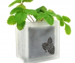 glass block strawberry plant pot