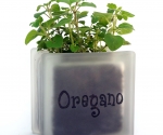 Herb pot glass block with oregano