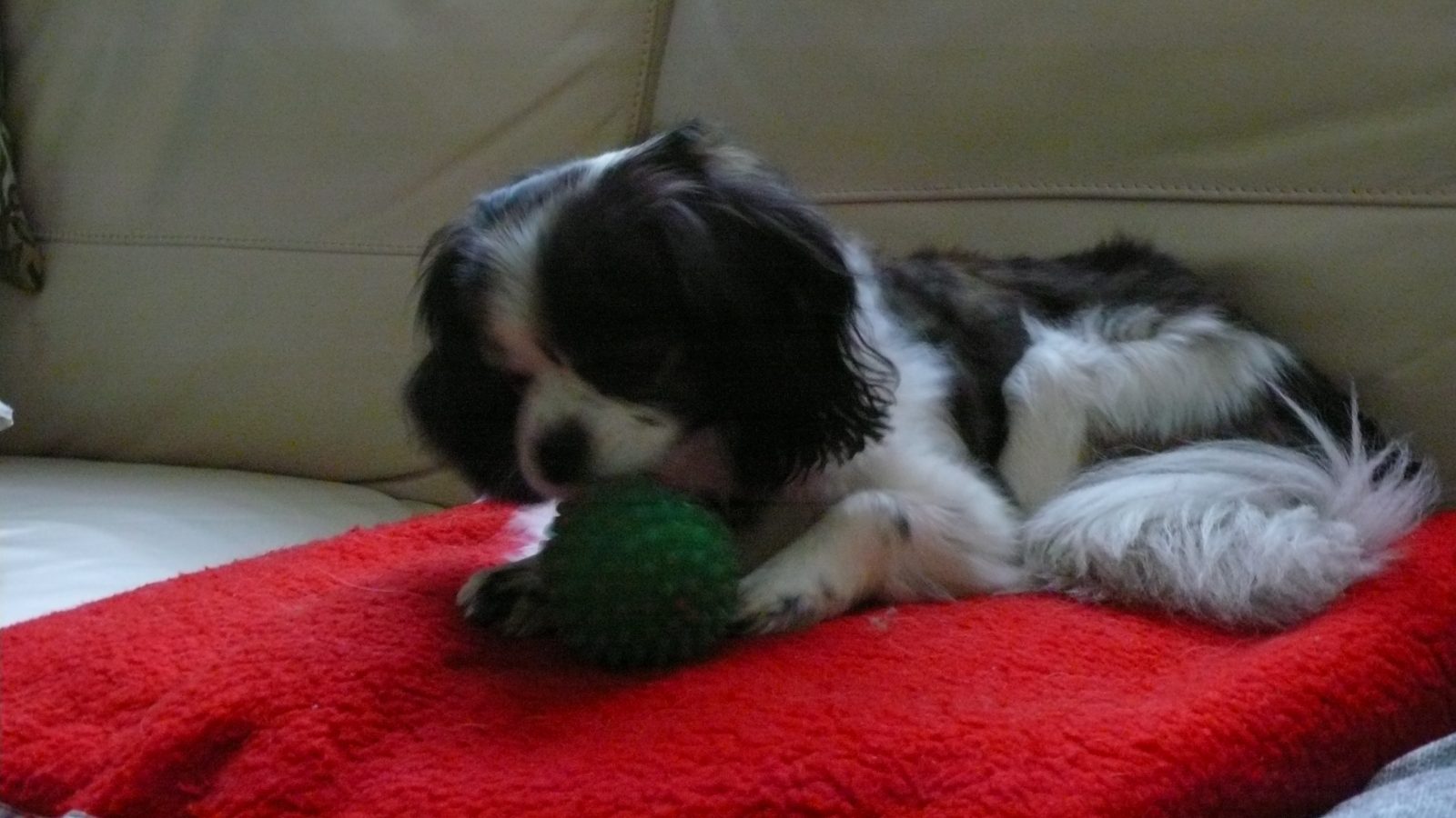 Dog with ball on rug