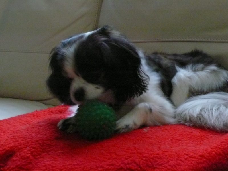 Dog with ball on rug