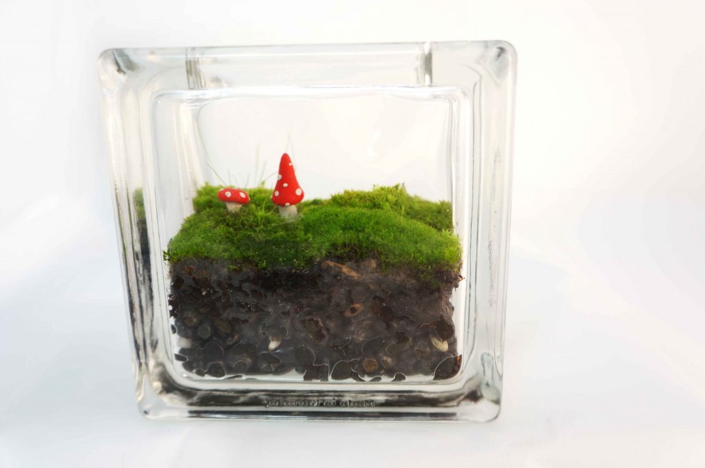 Glass block moss terrarium with red mushrooms