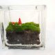 Glass block moss terrarium with red mushrooms