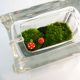 mini moss terrarium glass block