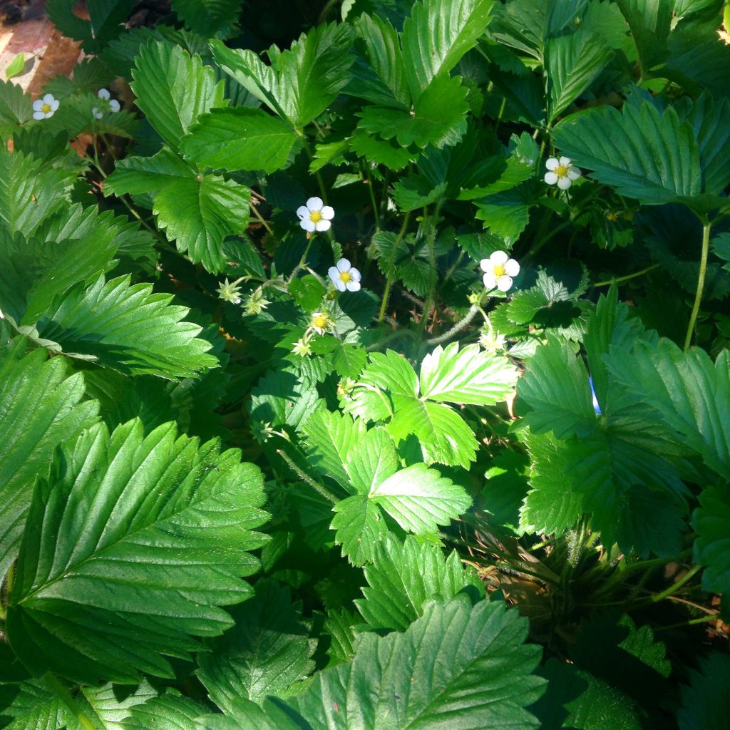 alpine strawberry patch