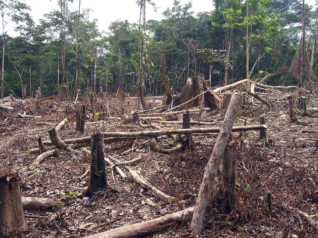 Making way for soy production in the Amazon